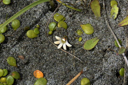 Imagem de Goodenia heenanii