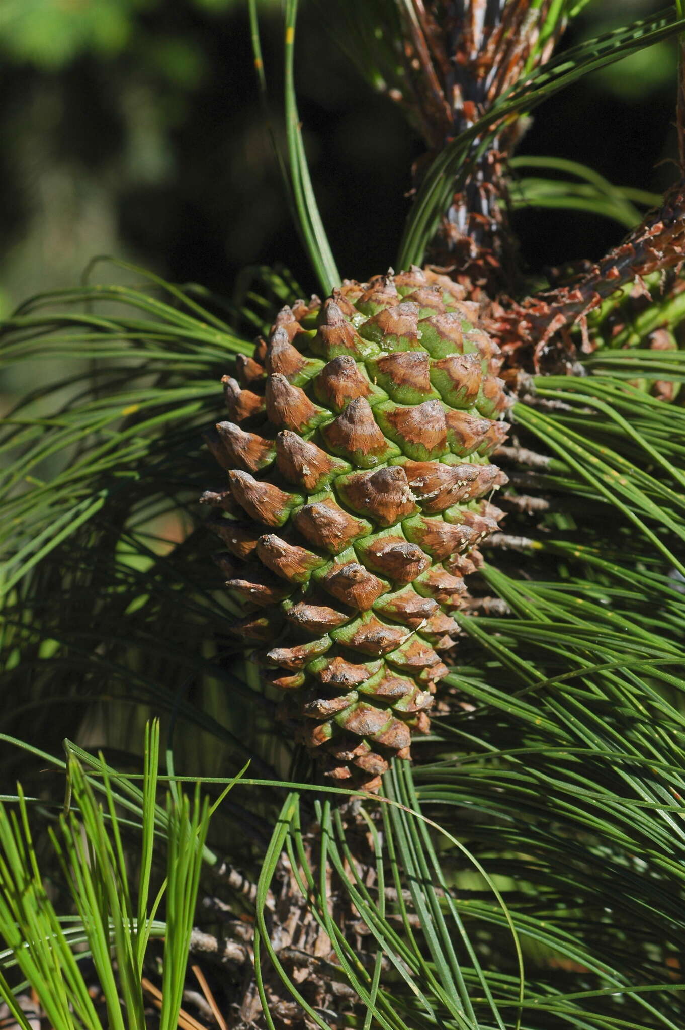 Image of Pinus pseudostrobus var. apulcensis (Lindl.) Shaw