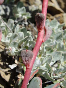 Image of Sedum kiersteadiae