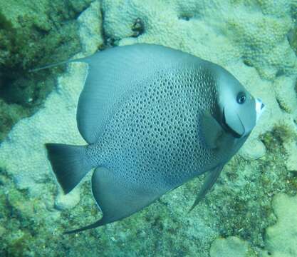 Image of Angelfish