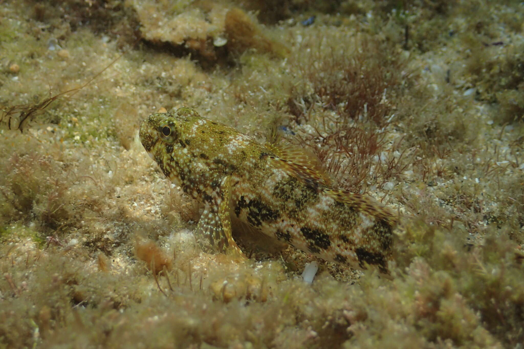 Image of Giant goby