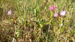 Image of Kalmia microphylla (Hook.) A. Heller