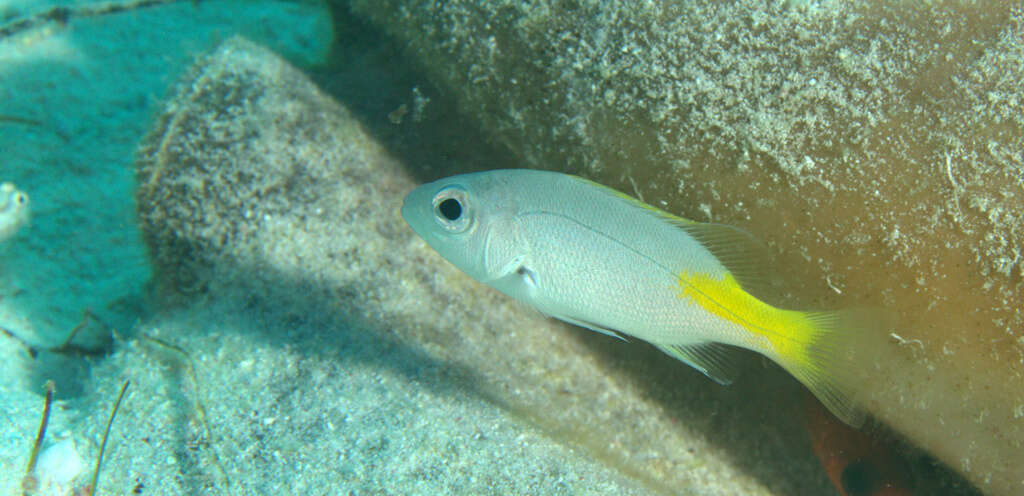 Image of Black Spot Snapper