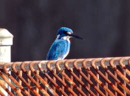 Image of Cerulean Kingfisher