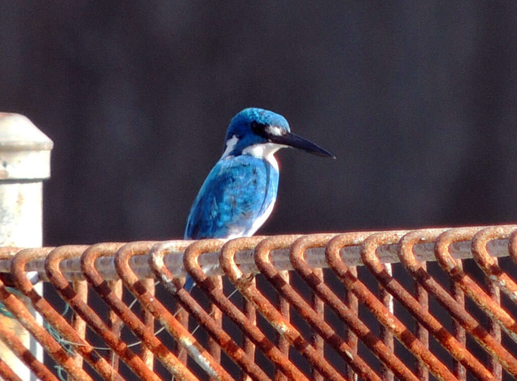 صورة Alcedo coerulescens Vieillot 1818