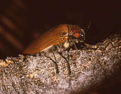 Image of Sternocera feldspathica White 1843