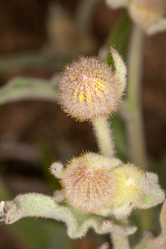 Image of Andryala integrifolia L.