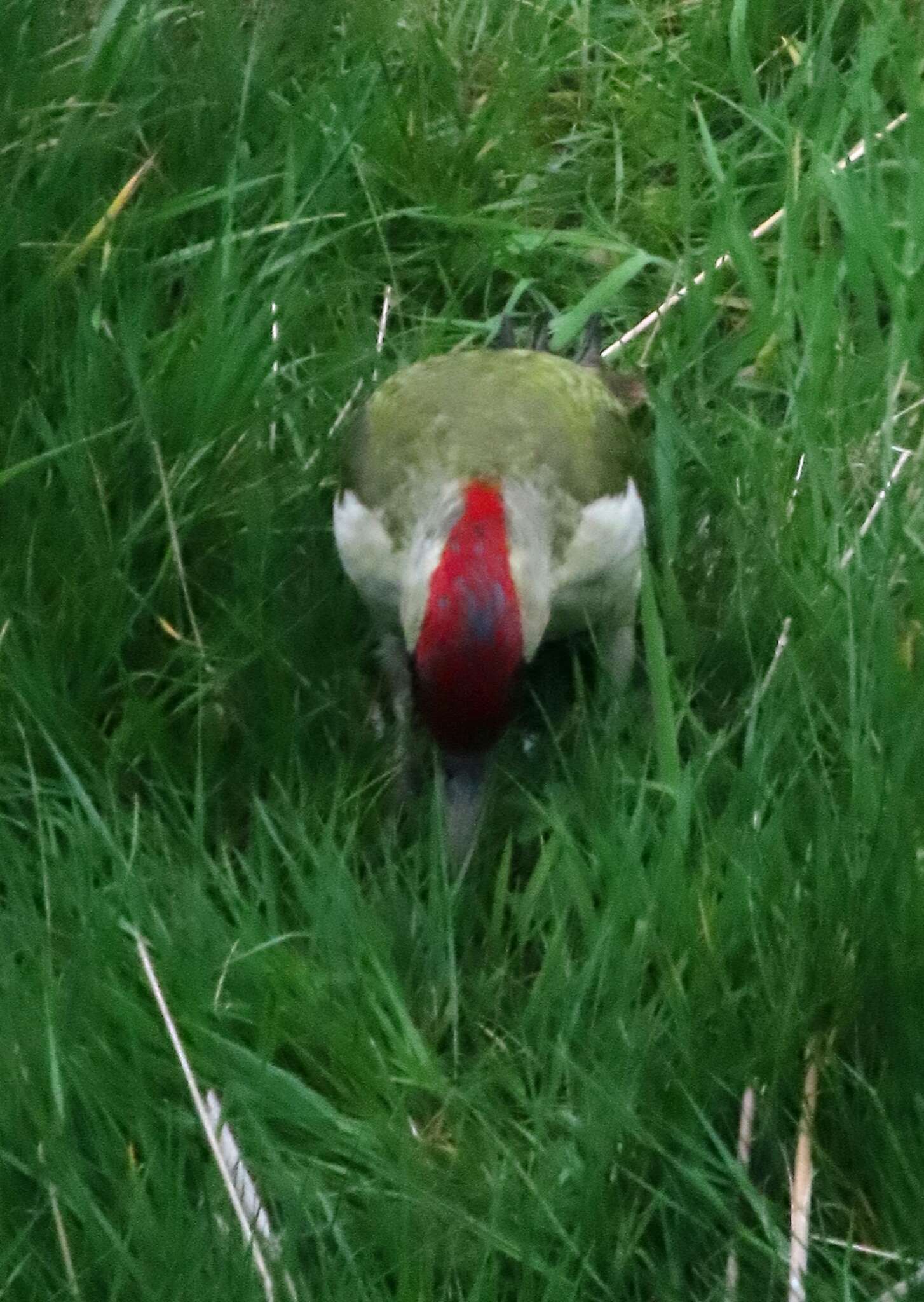 Image of Picus viridis viridis Linnaeus 1758