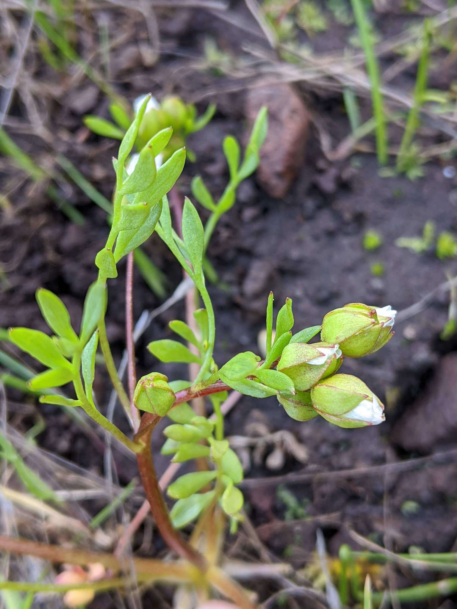 Image of woolly meadowfoam