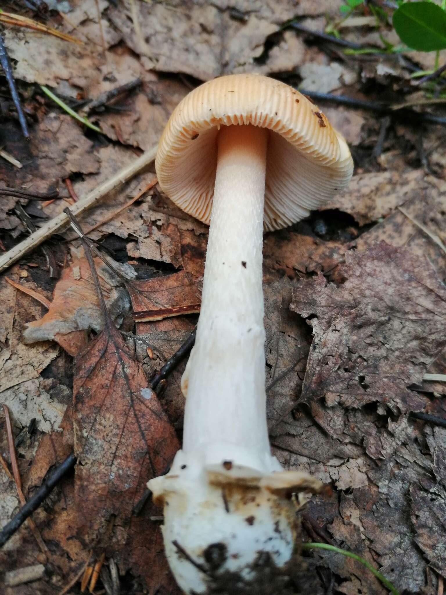 Image de Amanita contui Bon & Courtec. 1989