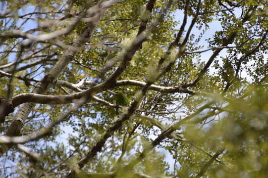 Image of Yellow-crowned Kakariki