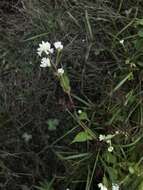 Sivun Persicaria thunbergii (Sieb. & Zucc.) H. Gross kuva