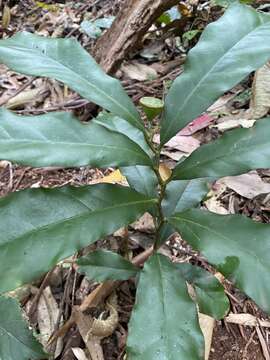 Image of Eupomatia bennettii F. Müll.