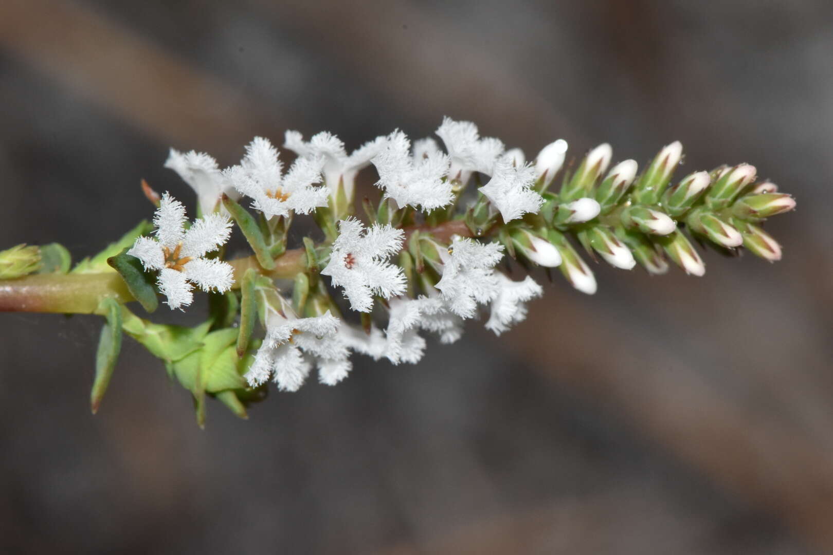 Image of Leucopogon glabellus R. Br.