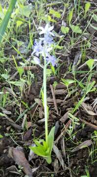 Image de Hyacinthoides lingulata (Poir.) Rothm.