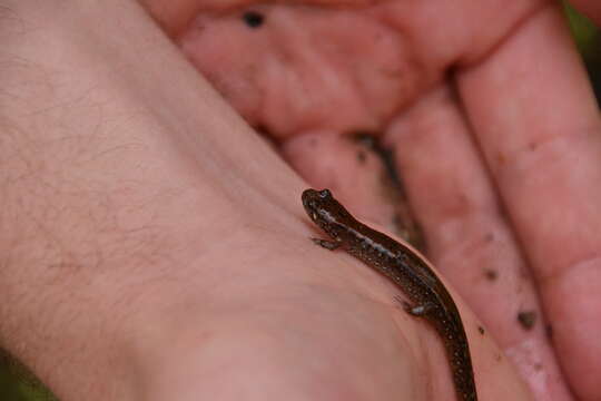 Image of Flat-headed Salamander