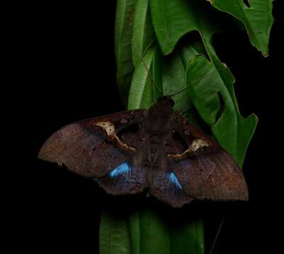 Image of Ischyja manlioides Prout 1928