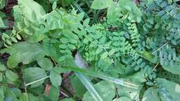 Image of wood vetch