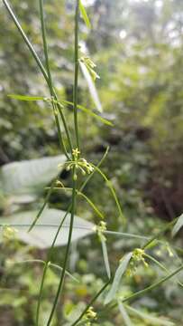 Orthosia scoparia (Nutt.) Liede & Meve的圖片