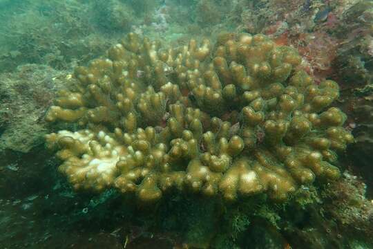 Image of Pocillopora aliciae Schmidt-Roach, Miller & Andreakis 2013