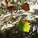 Imagem de Karpatiosorbus rhodanthera (Kovanda) Sennikov & Kurtto