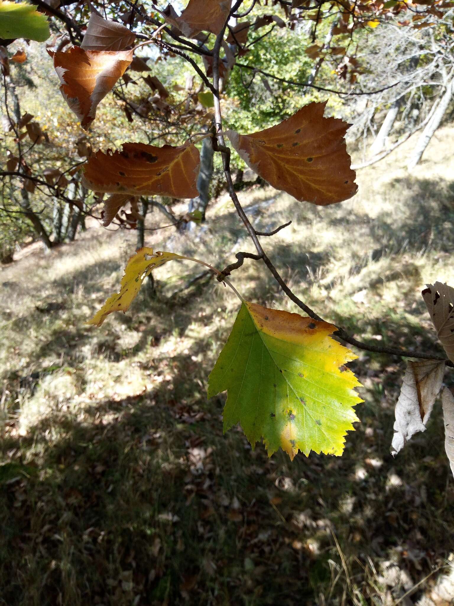 Image de Karpatiosorbus rhodanthera (Kovanda) Sennikov & Kurtto