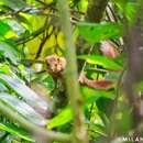 Image of Nicobar Tree Shrew