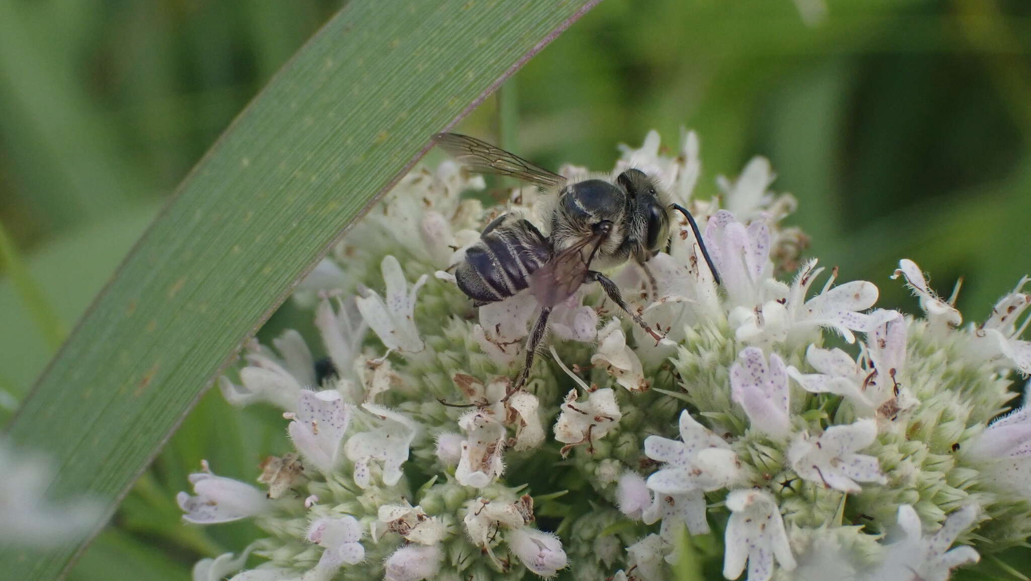 Image of Petulant Leaf-cutter Bee