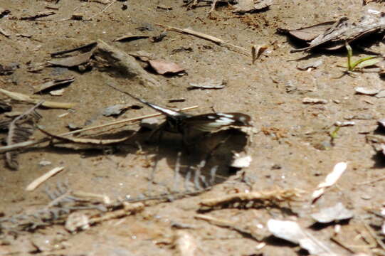 Image of Pseudacraea lucretia apaturoides