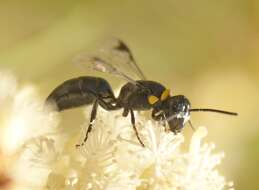 Imagem de Hylaeus primulipictus (Cockerell 1905)