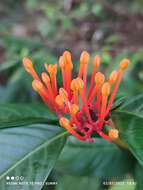 Image of Ixora congesta Roxb.