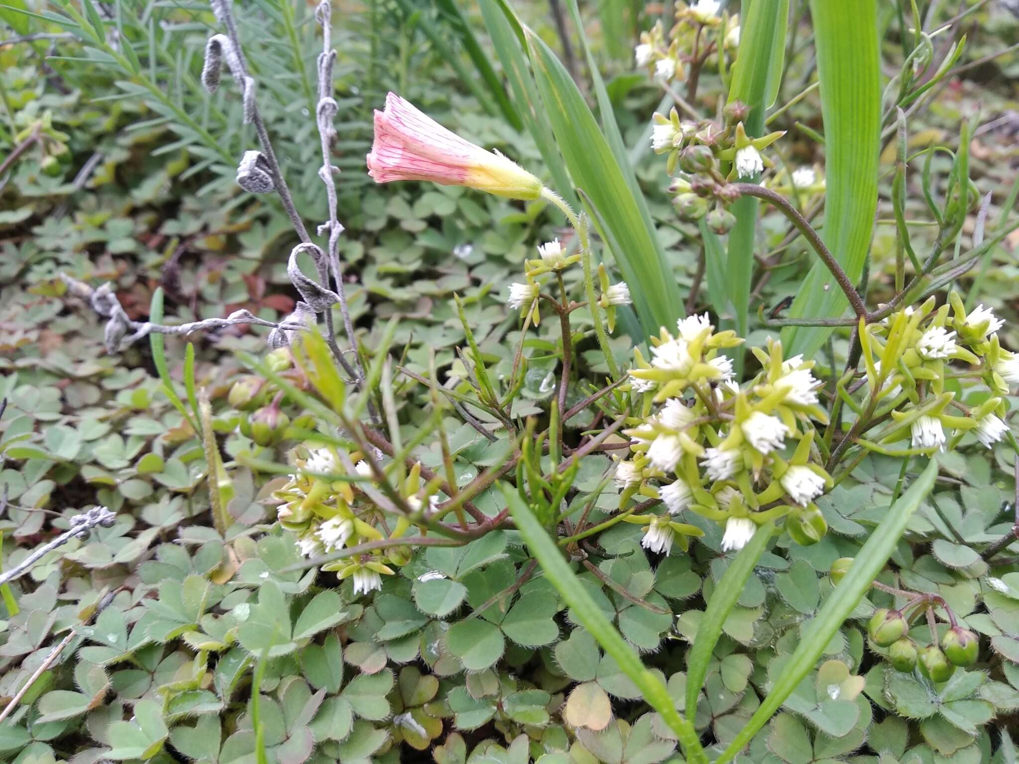 Image of Eustegia minuta (L. fil.) N. E. Br.