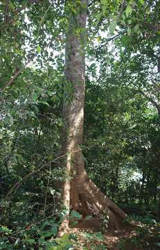 Image of Tetrameles