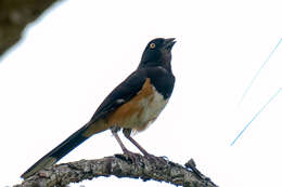 Image of Pipilo erythrophthalmus alleni Coues 1871
