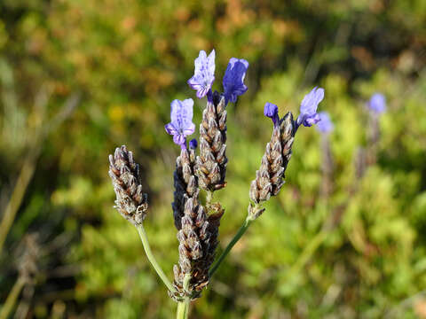 Image of Lavandula multifida L.