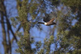 Image of Garrulus glandarius glandarius (Linnaeus 1758)