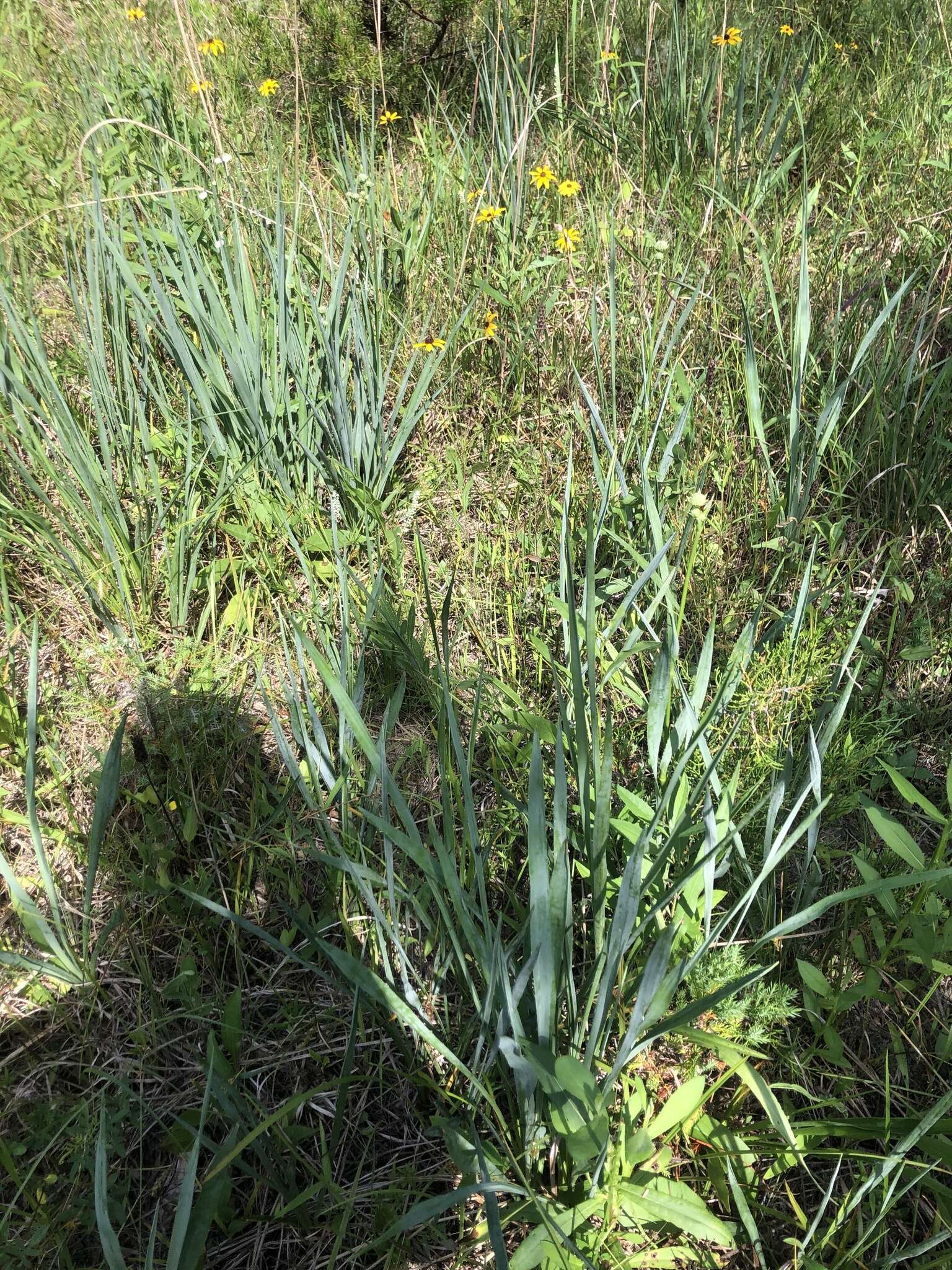 Image of Eryngium yuccifolium var. yuccifolium