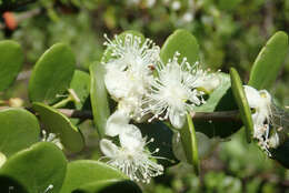 Image of Eugenia capensis subsp. capensis