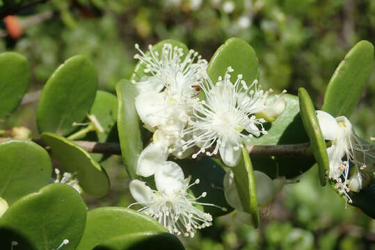 Image of Eugenia capensis subsp. capensis