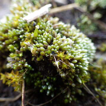 Imagem de Bryum argenteum Hedwig 1801