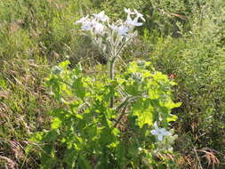 Image of Texas bullnettle