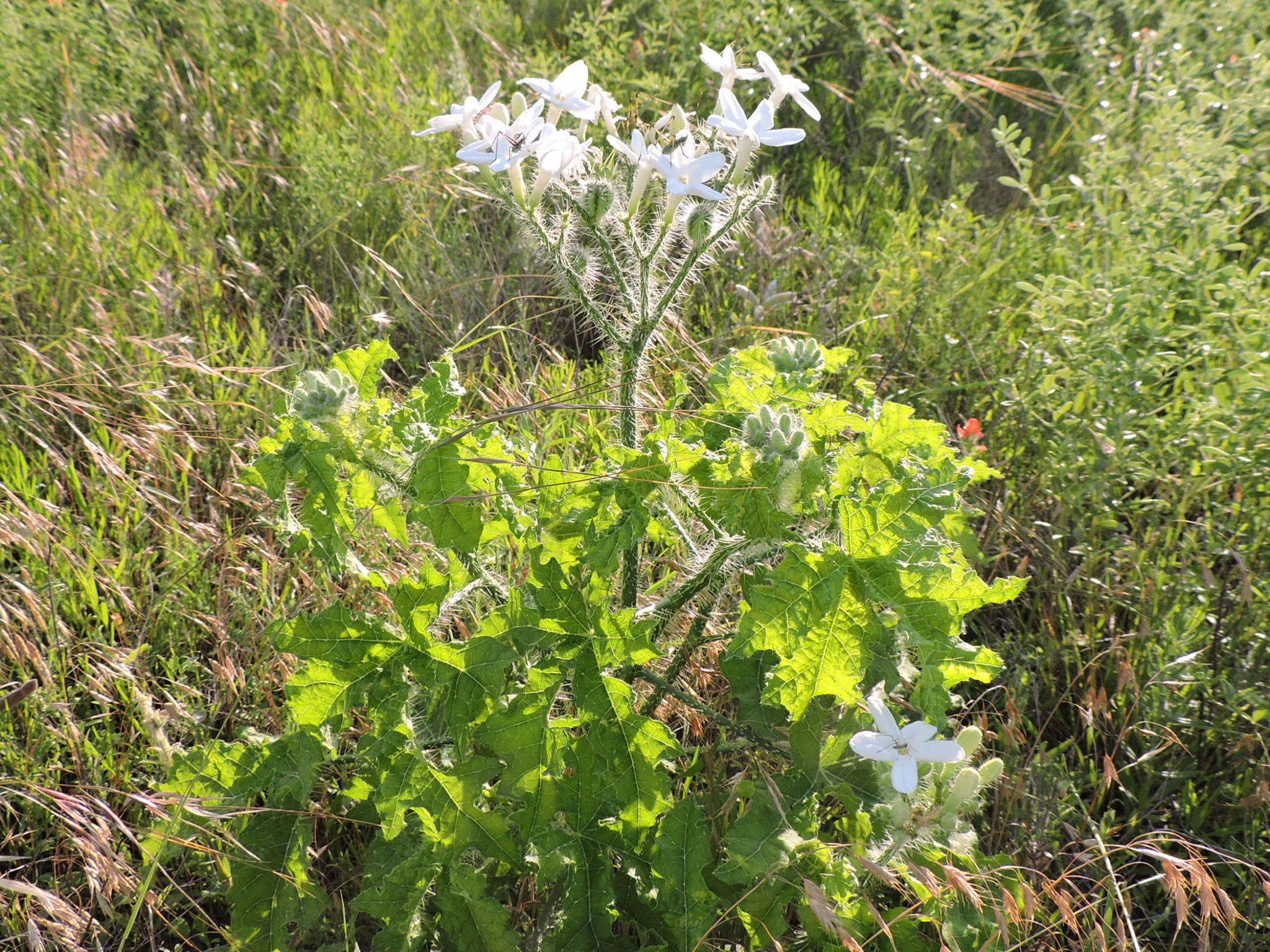 Image of Texas bullnettle