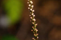 Image of Small Prescott Orchid