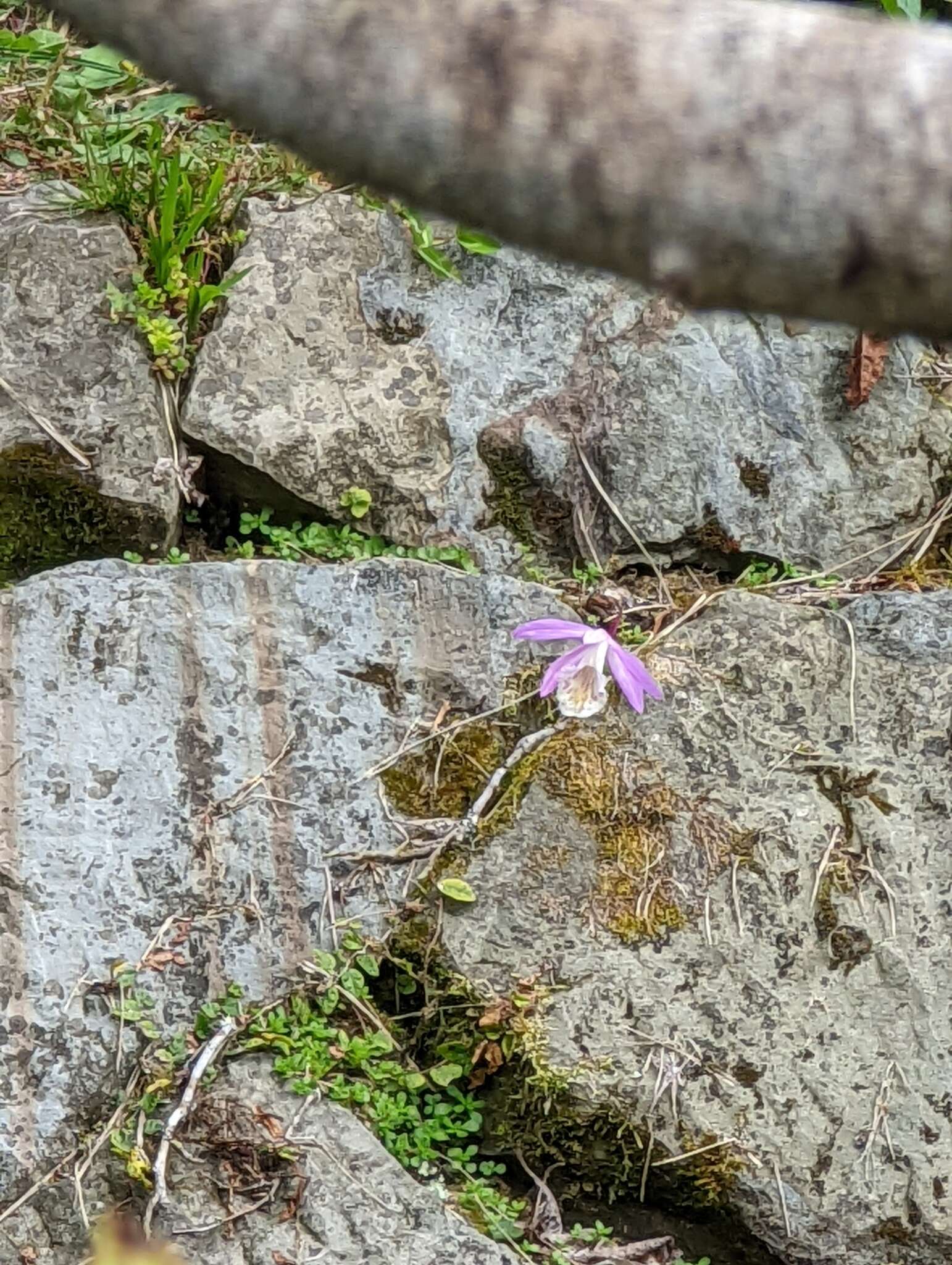 Pleione formosana Hayata resmi