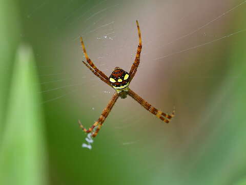 Image de Argiope intricata Simon 1877