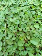 Imagem de Dichondra sericea Sw.