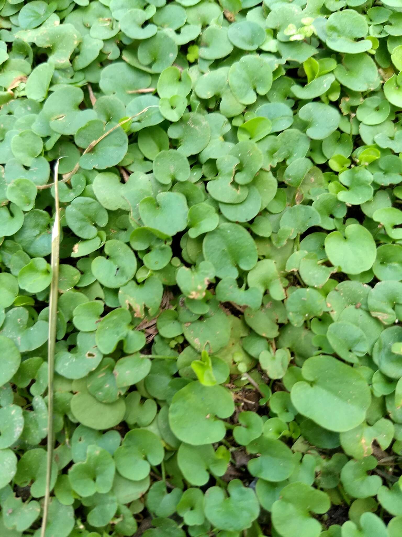 Plancia ëd Dichondra sericea Sw.