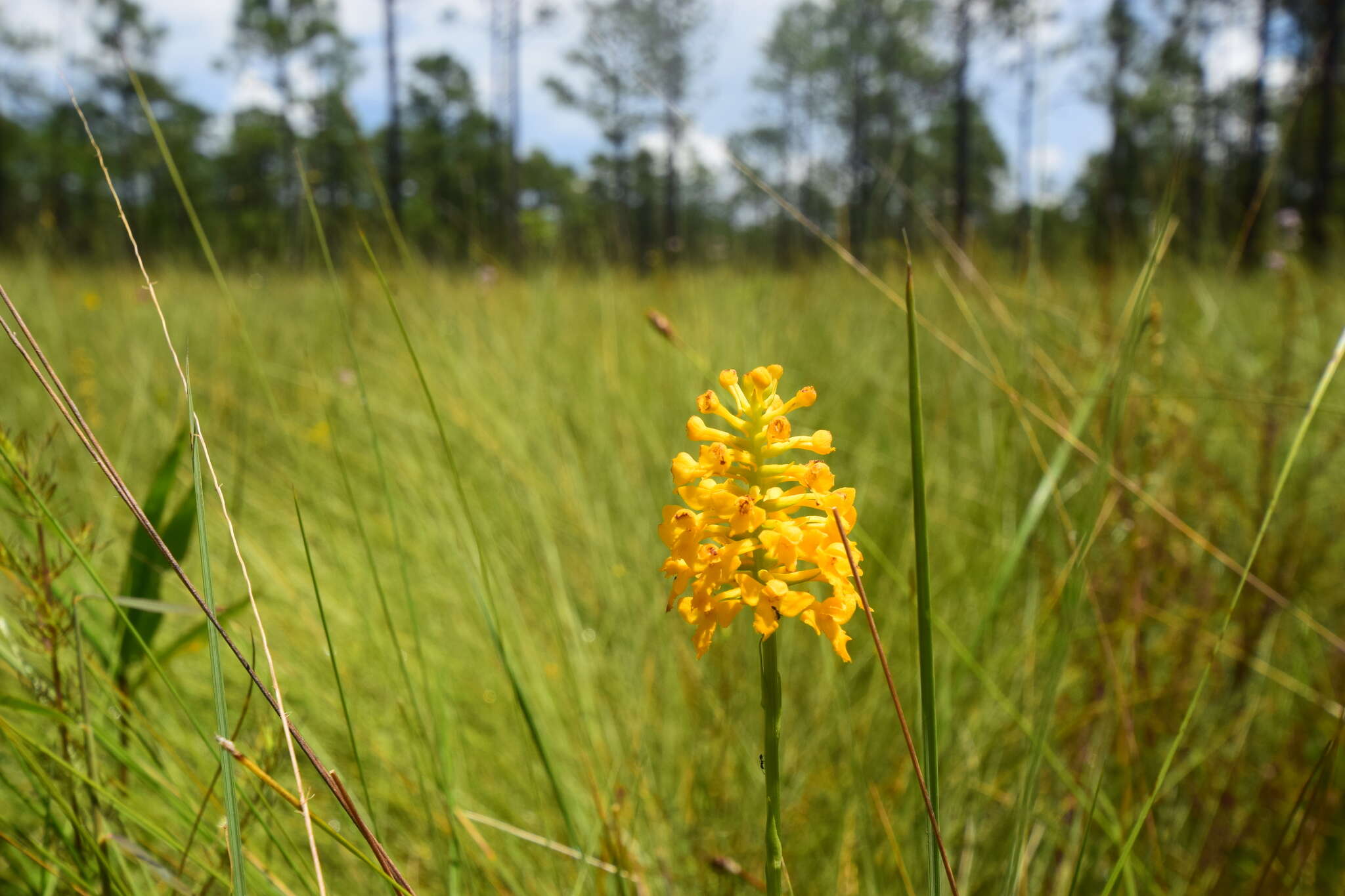 Platanthera integra (Nutt.) A. Gray ex L. C. Beck的圖片