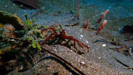 Image of Orangutang crab