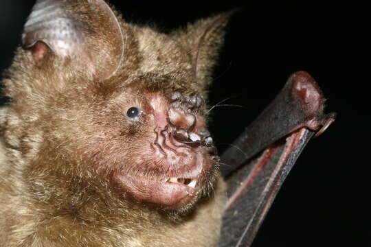 Image of Great Himalayan Leaf-nosed Bat